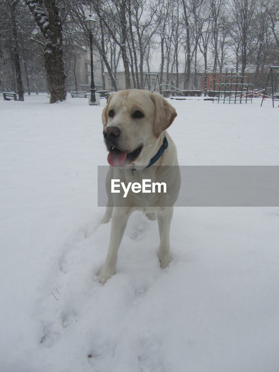 DOG STANDING ON SNOW FIELD