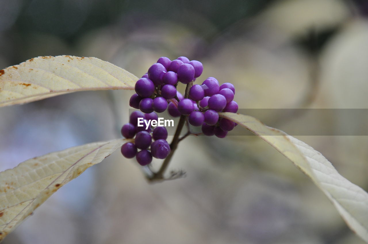 Purple berries