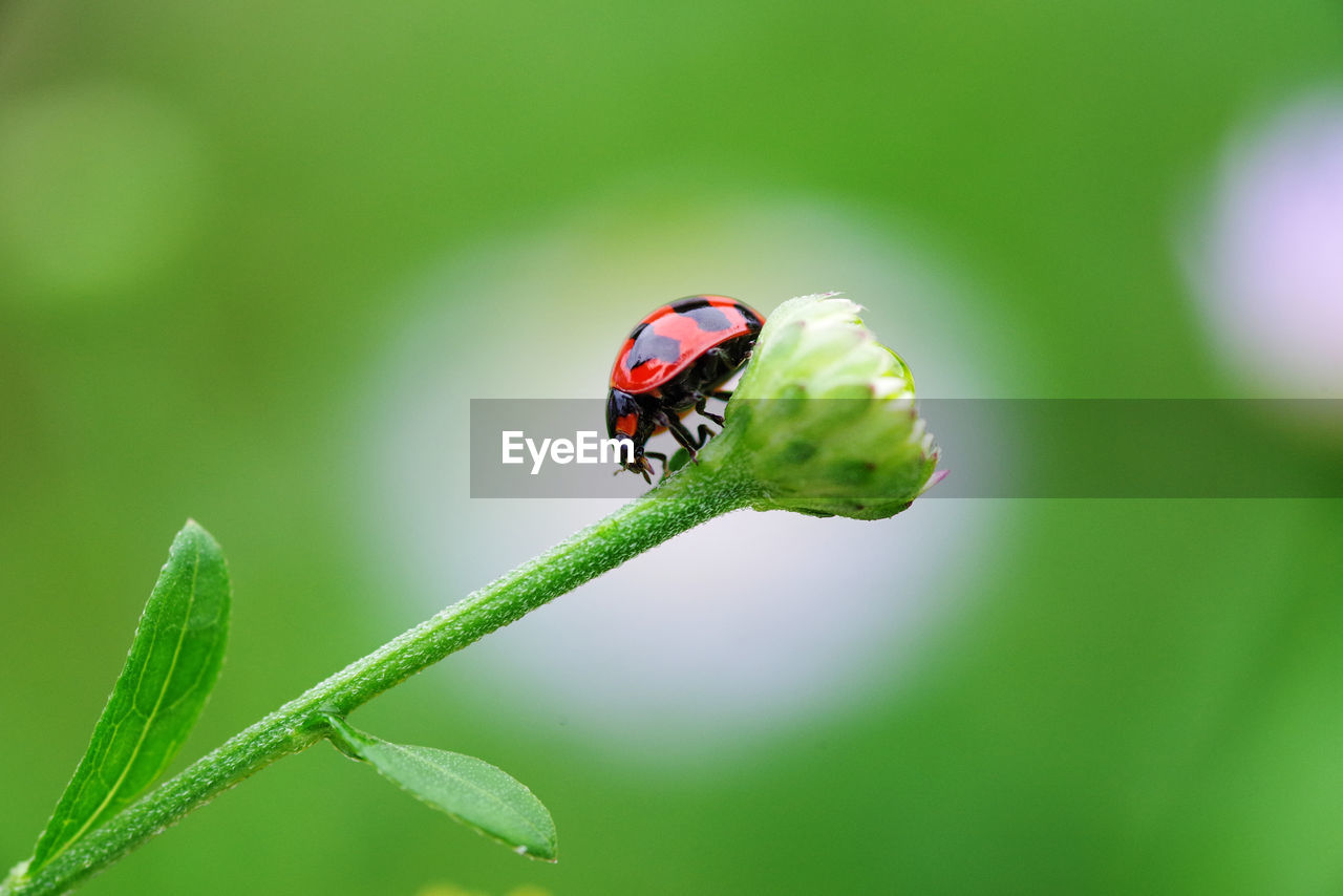 green, insect, animal, animal themes, animal wildlife, ladybug, one animal, close-up, wildlife, nature, macro photography, beetle, plant, plant part, beauty in nature, leaf, focus on foreground, flower, no people, macro, plant stem, environment, outdoors, red, day, animal wing, magnification