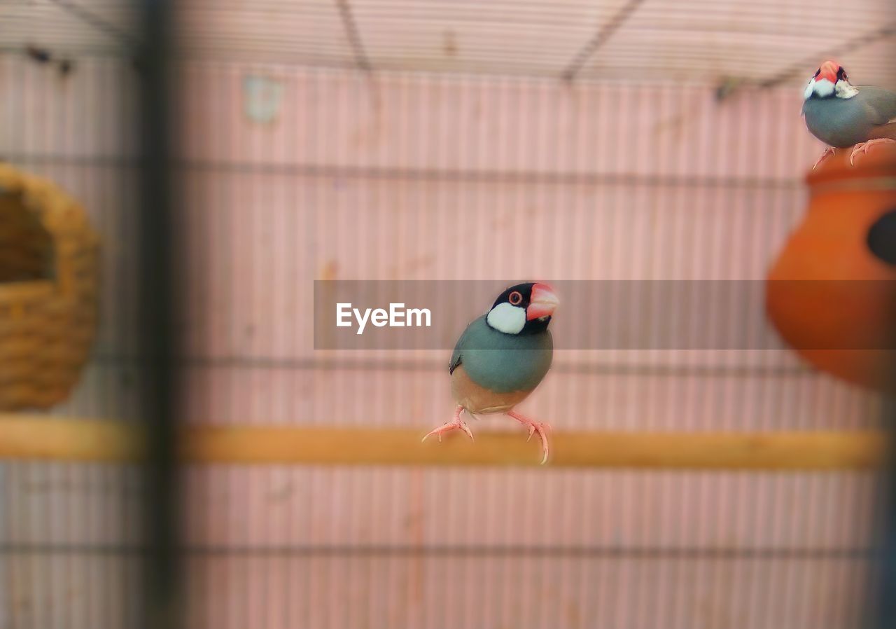 CLOSE-UP OF BIRD PERCHING