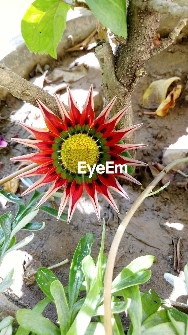 ORANGE FLOWERS BLOOMING OUTDOORS