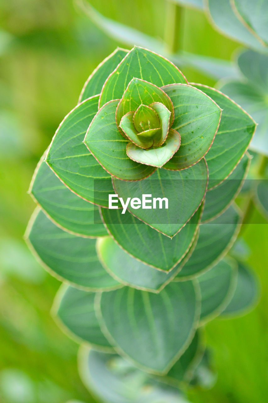 Close-up of fresh green leaves