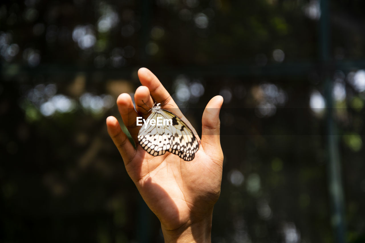 Close-up of butterfly perching on hand outdoors