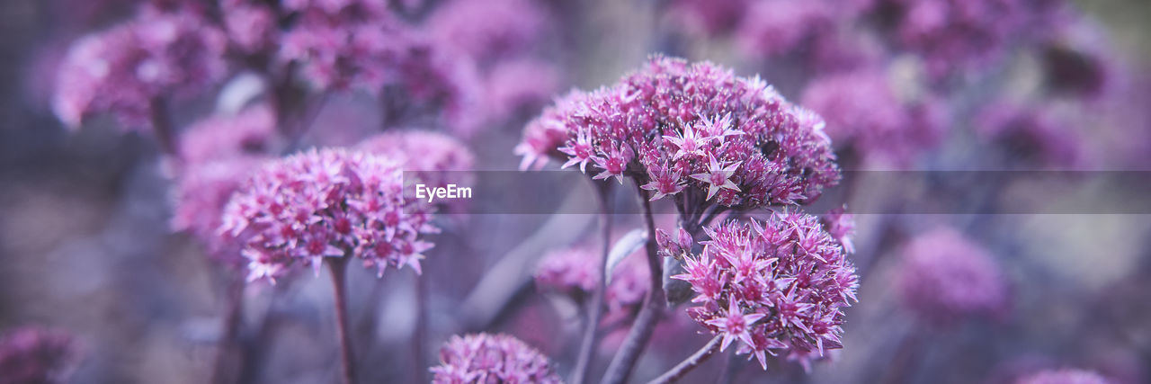 CLOSE-UP OF PINK FLOWER