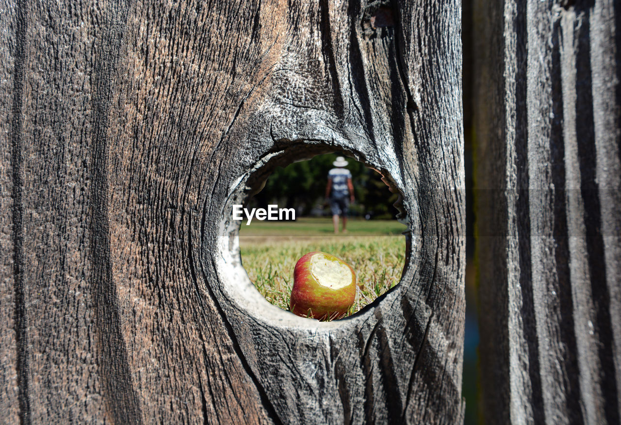 CLOSE-UP OF TREE TRUNK SEEN THROUGH HOLE