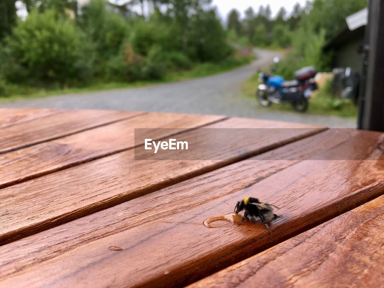 INSECT ON WOODEN TABLE