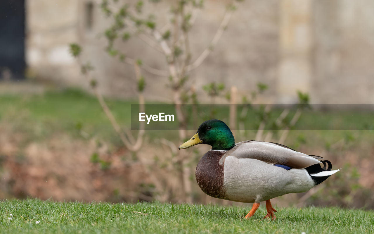 bird, animal themes, animal, duck, animal wildlife, wildlife, mallard, ducks, geese and swans, water bird, grass, poultry, nature, one animal, mallard duck, plant, no people, beak, outdoors, day, focus on foreground, full length, beauty in nature, land, green, multi colored