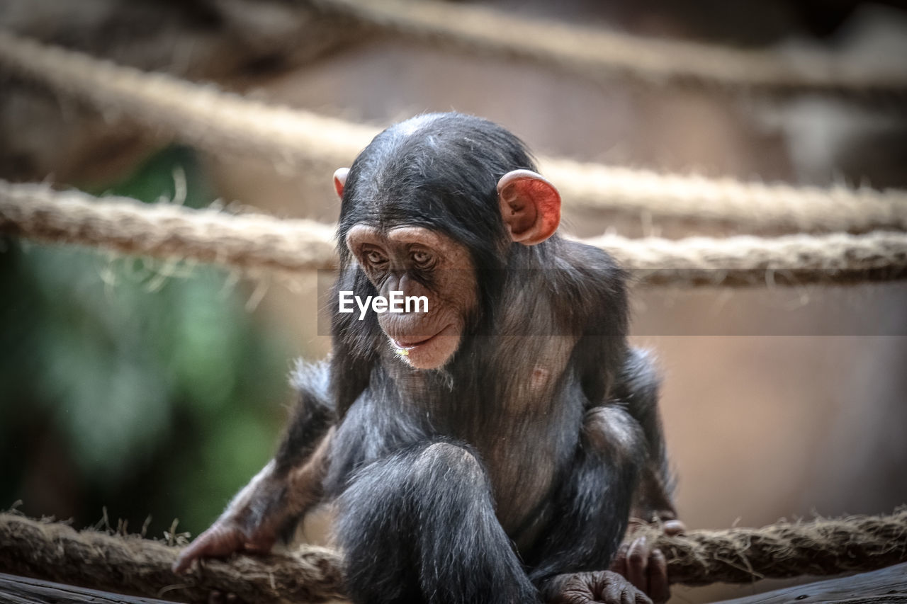 Young chimpanzee sitting on rope at zoo