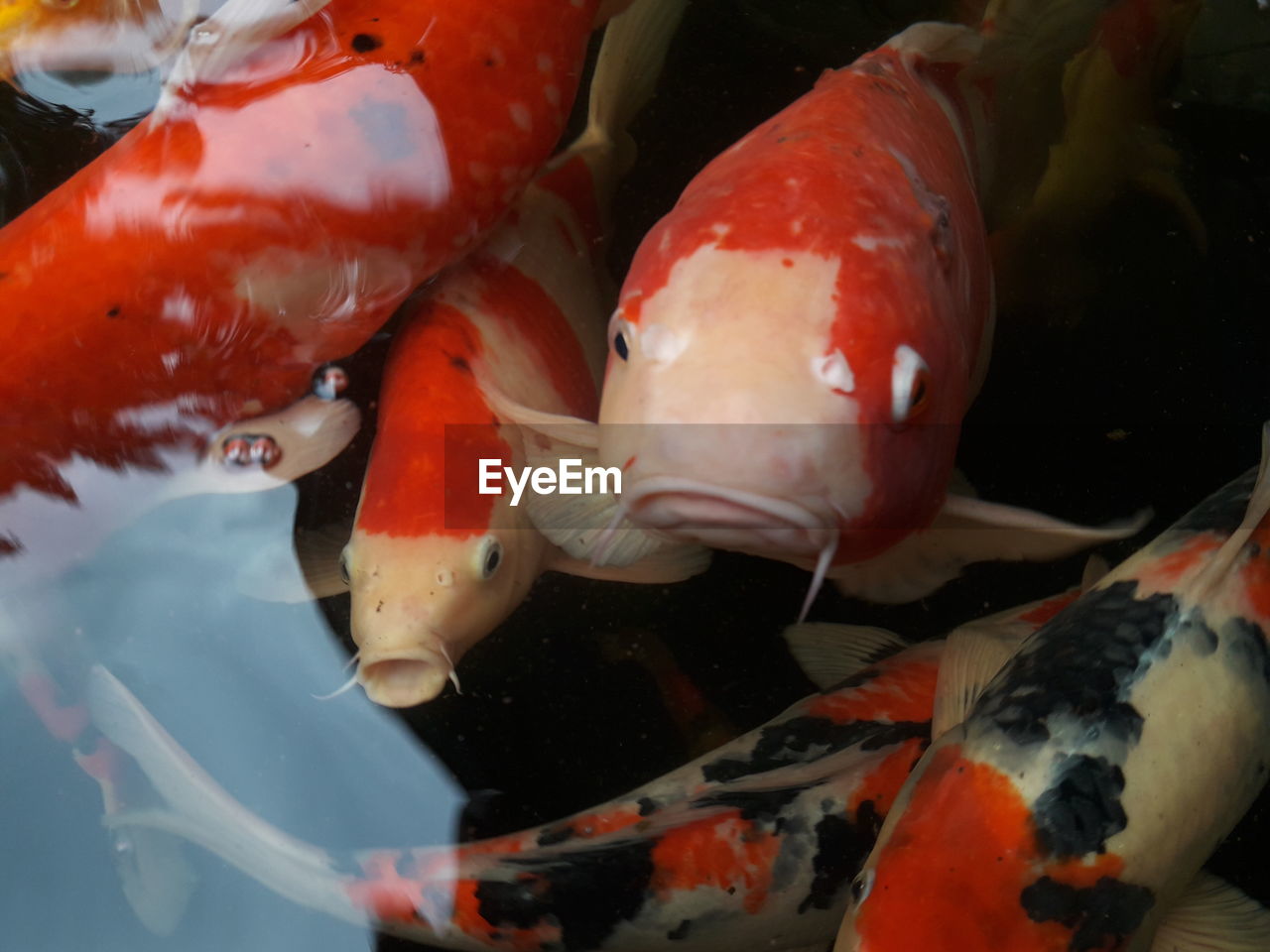 CLOSE-UP OF FISH SWIMMING