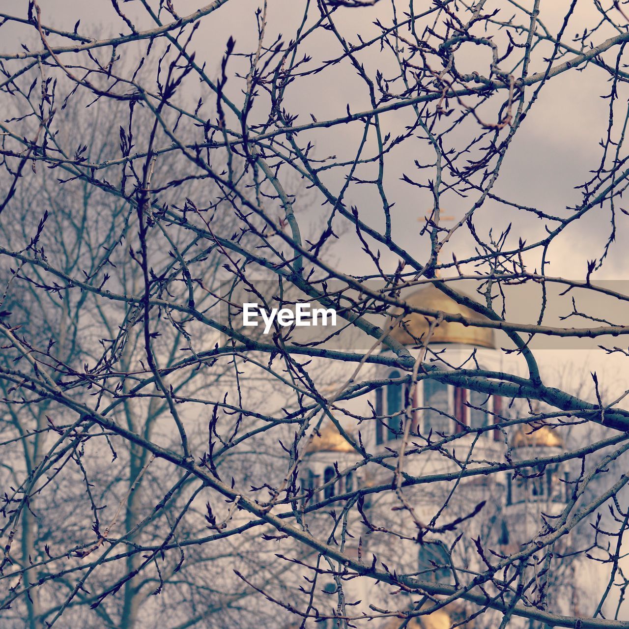 LOW ANGLE VIEW OF BARE TREES AGAINST SKY