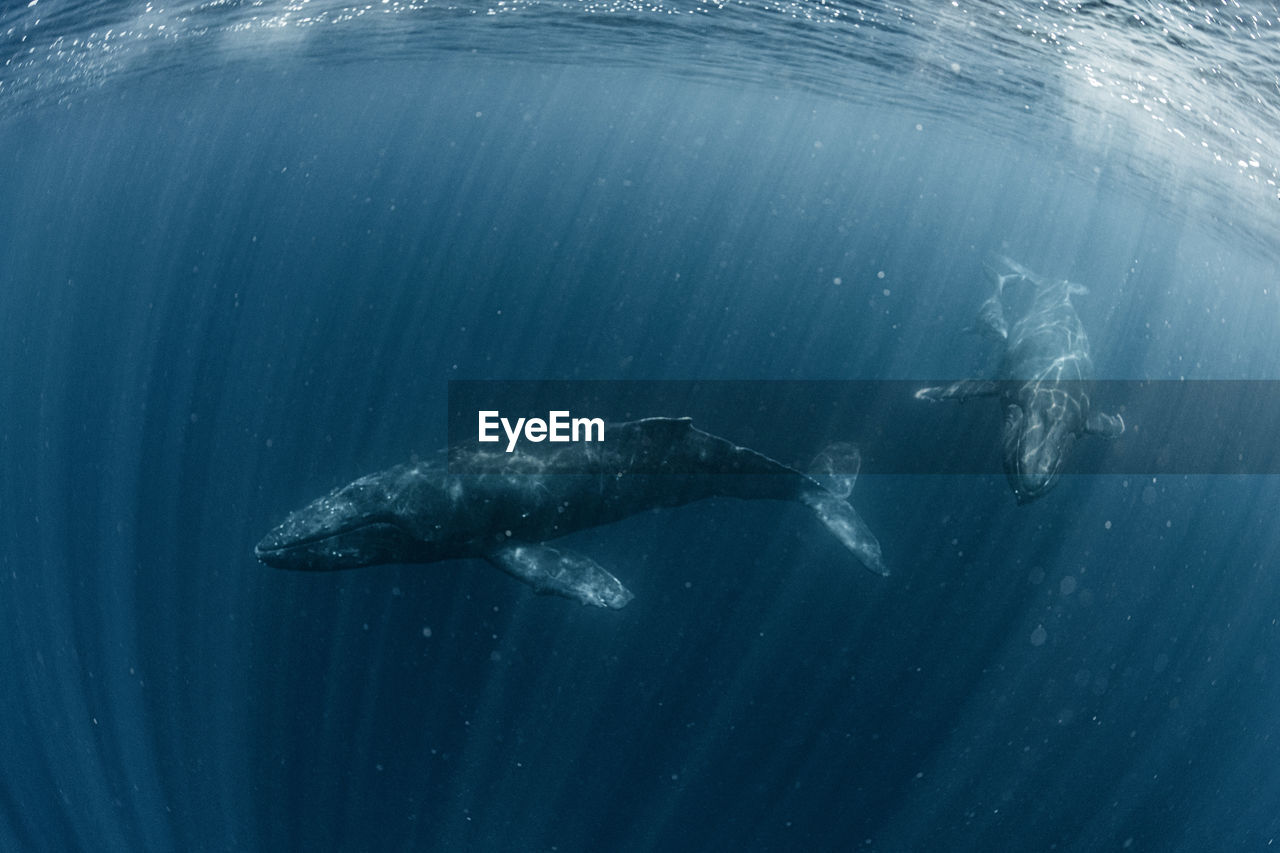 Humpback whale family, wide angle