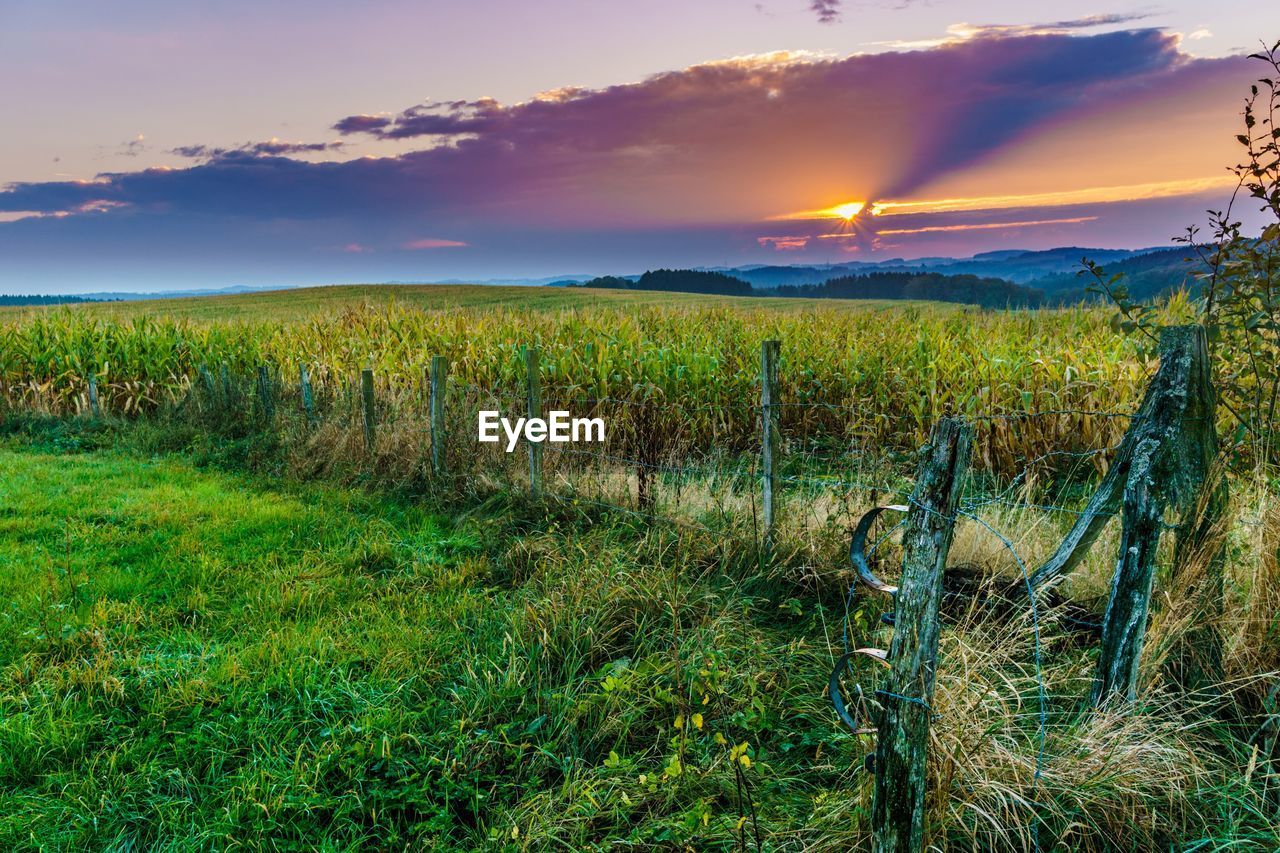 SCENIC VIEW OF VINEYARD AGAINST SKY AT SUNSET