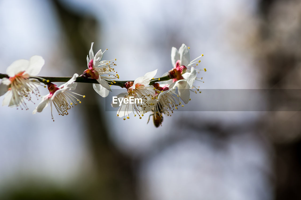 CLOSE-UP OF WHITE CHERRY BLOSSOMS IN SPRING