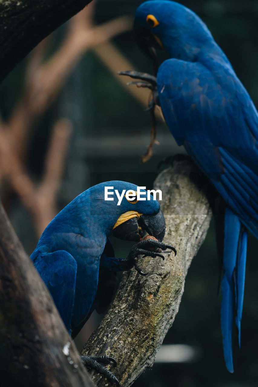 Close-up of parrot perching on branch