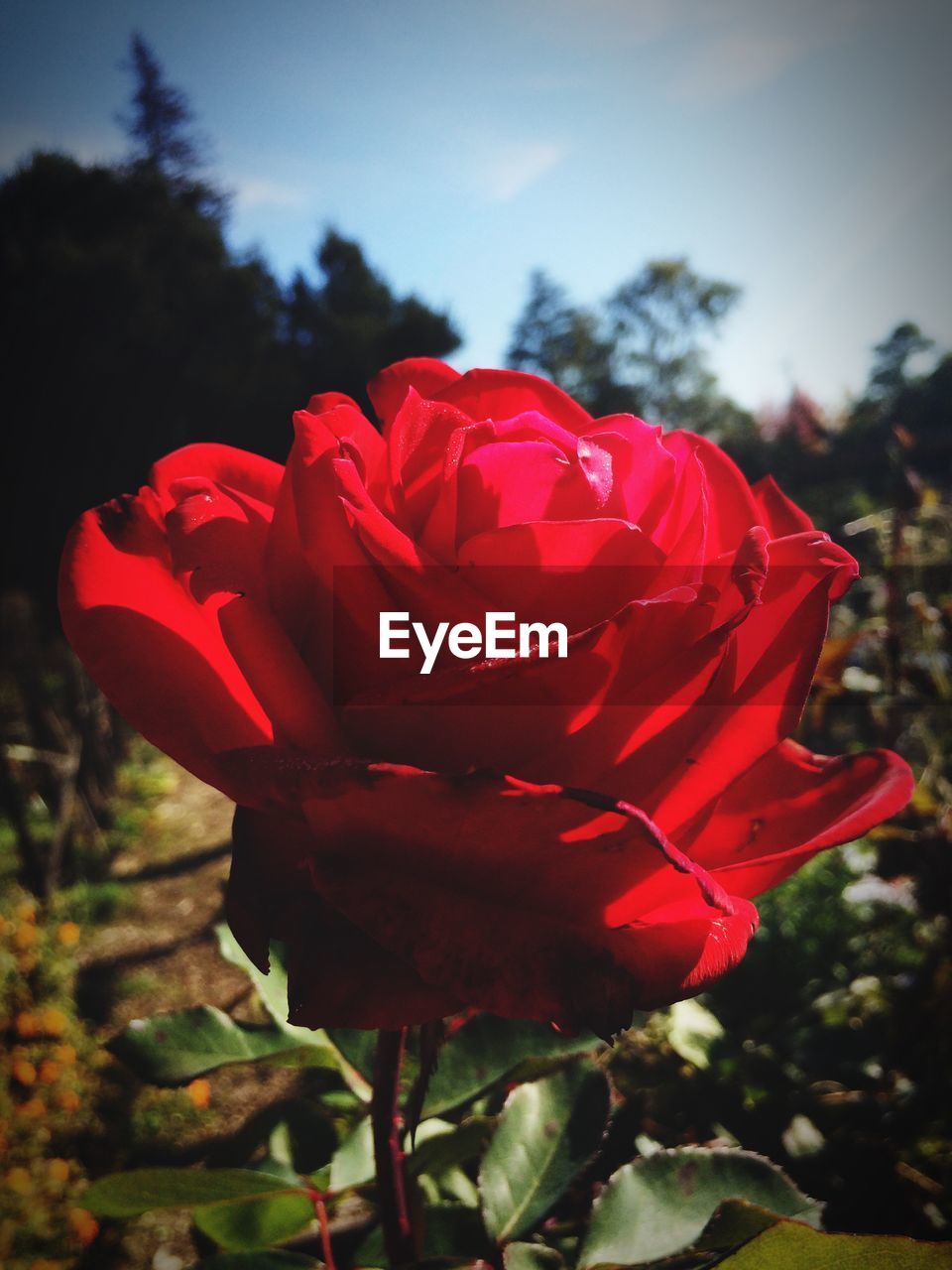 CLOSE-UP OF RED ROSE BLOOMING IN PARK