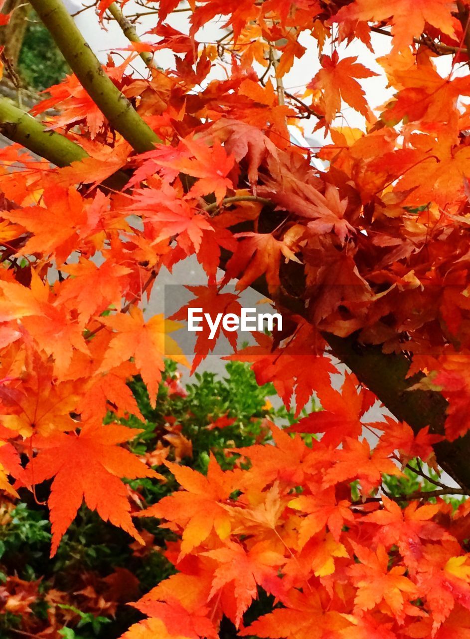 Orange maple tree leaves