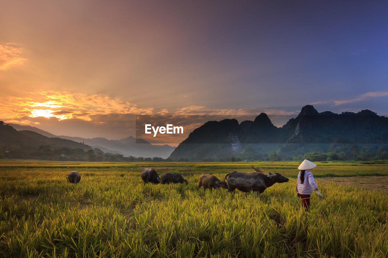 Woman standing in farm against mountains during sunset