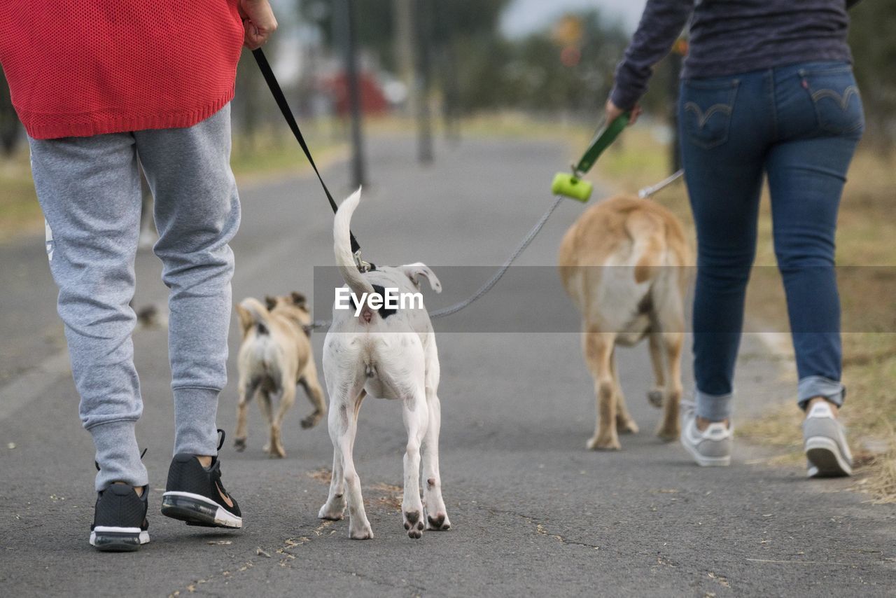 LOW SECTION OF PEOPLE STANDING WITH DOGS ON STREET