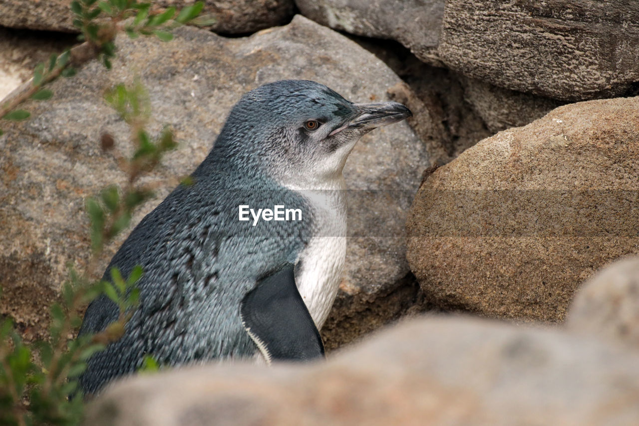 HIGH ANGLE VIEW OF AN ANIMAL