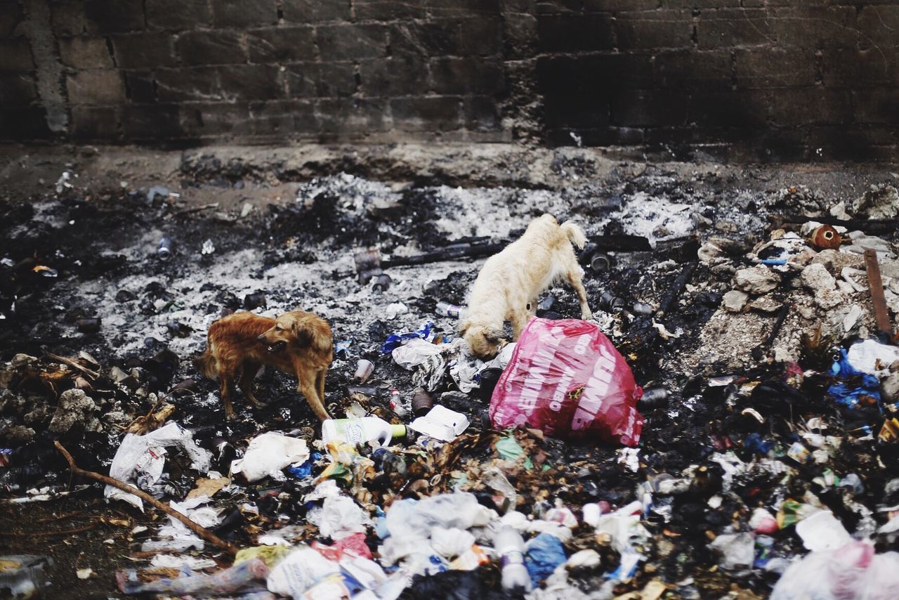 Animals at garbage pit