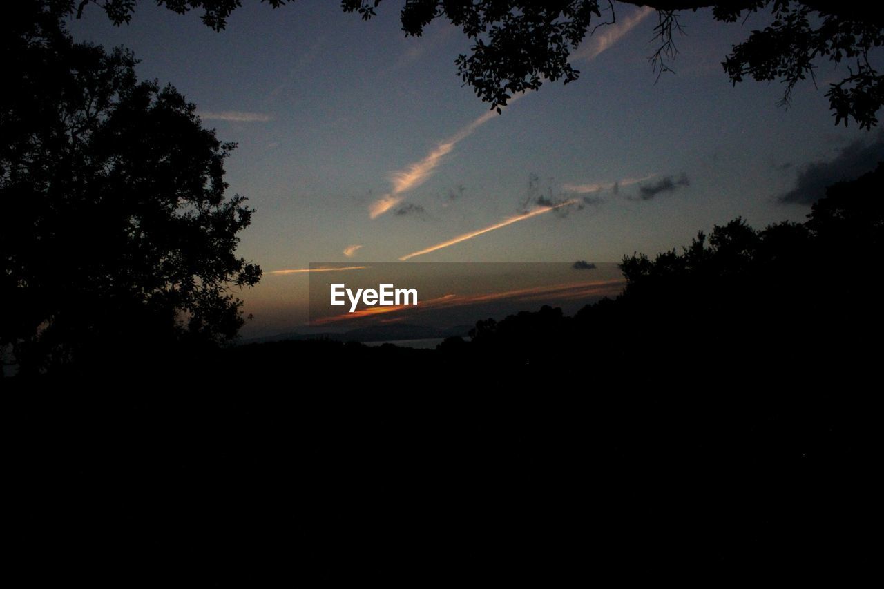 LOW ANGLE VIEW OF SILHOUETTE TREES AGAINST ORANGE SKY