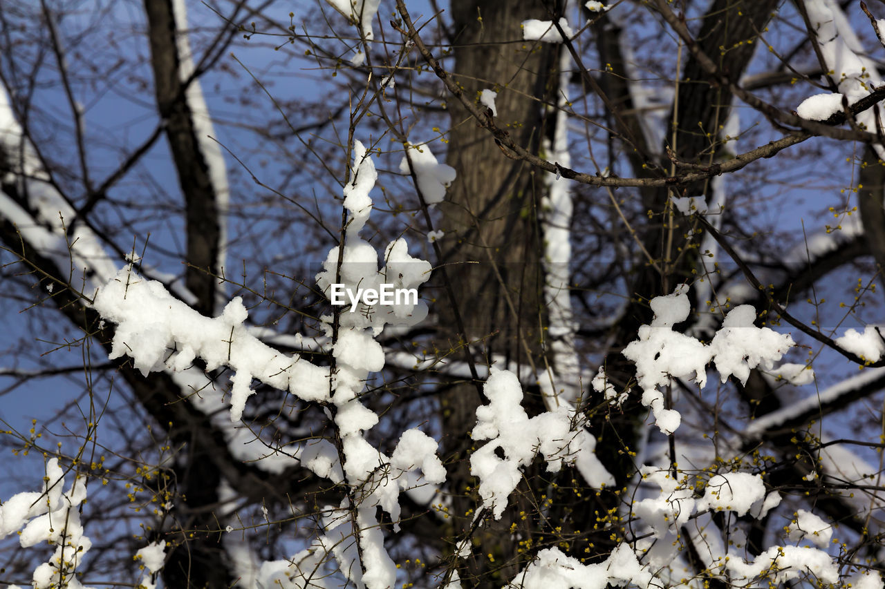 CLOSE-UP OF SNOW ON BRANCHES