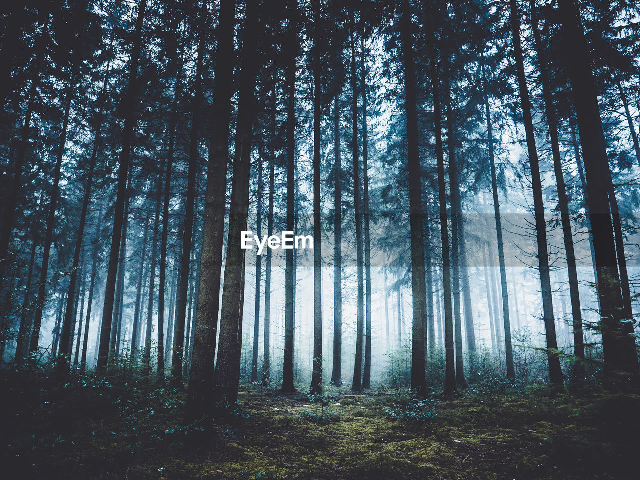 Low angle view of trees in forest