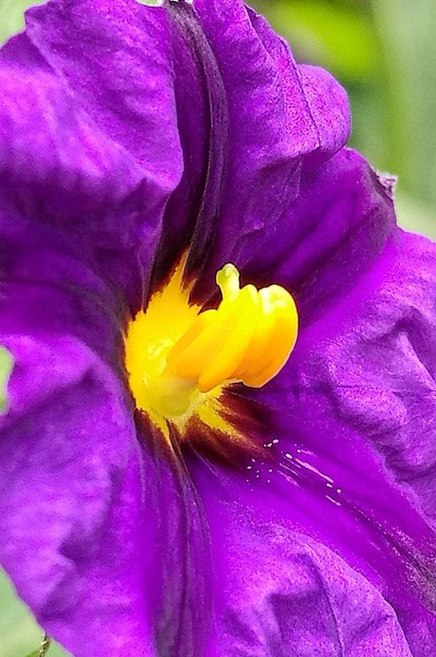 CLOSE-UP OF FRESH PURPLE FLOWER