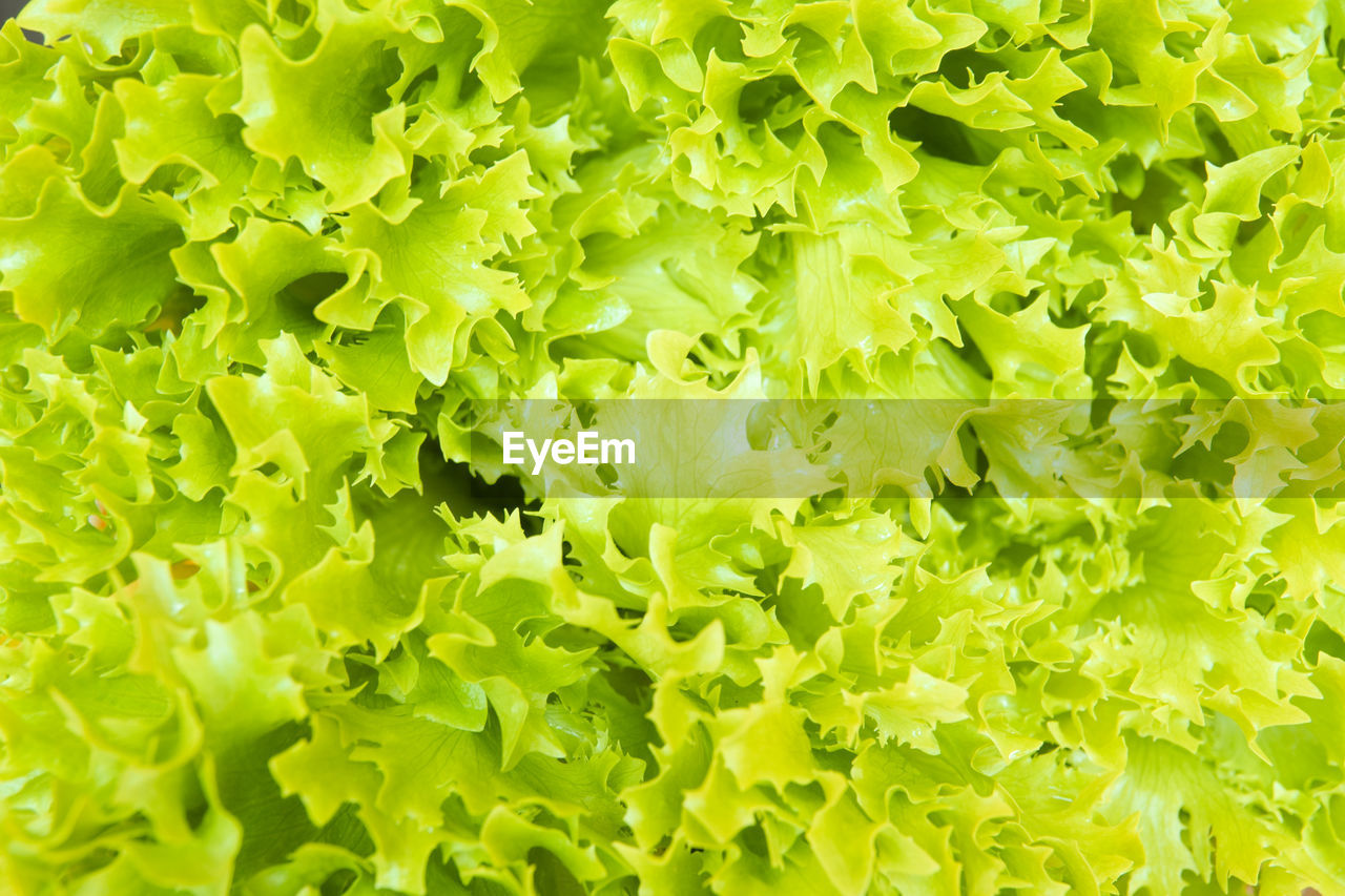 FULL FRAME SHOT OF GREEN PLANTS