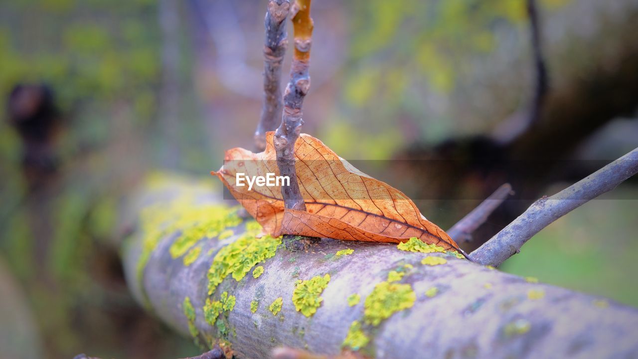 CLOSE-UP OF AUTUMN LEAVES ON TREE