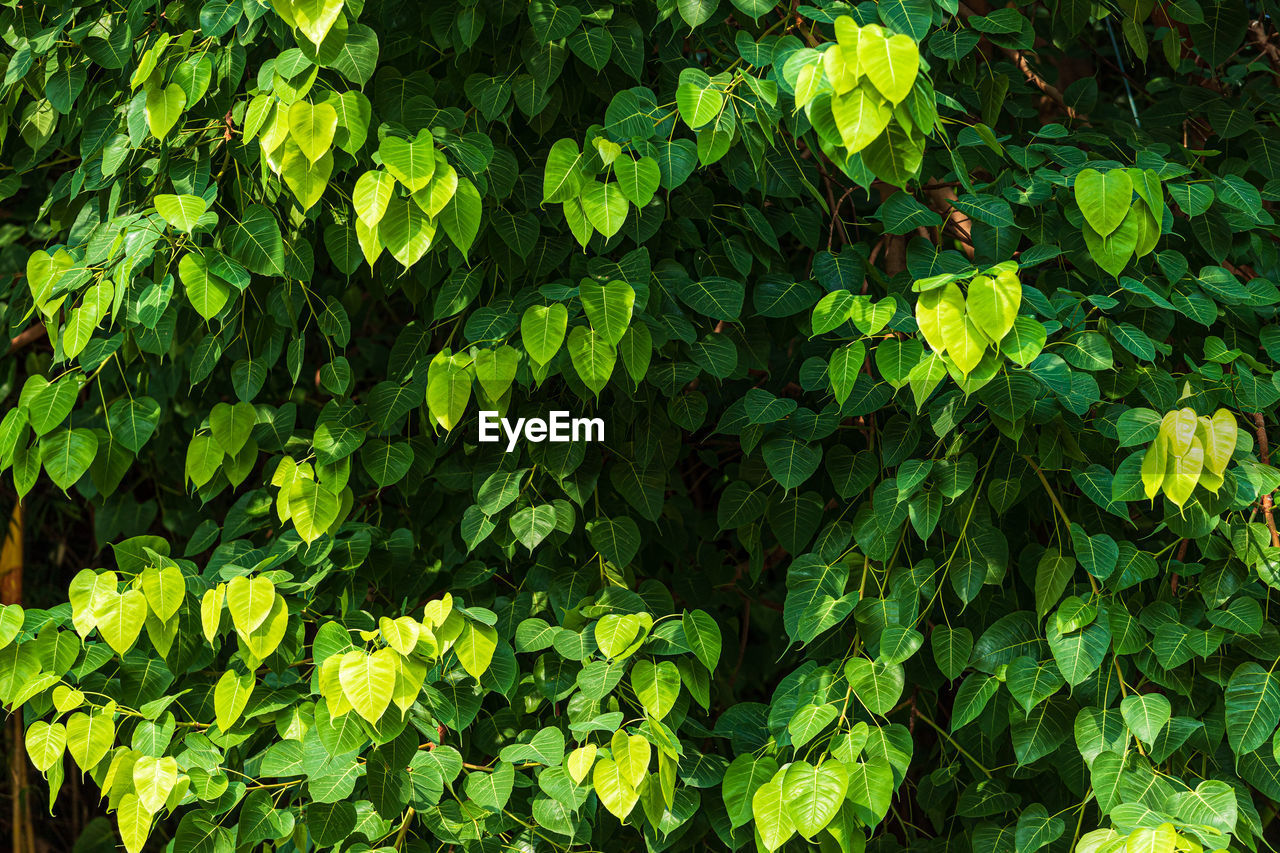 FULL FRAME SHOT OF LEAVES ON FIELD