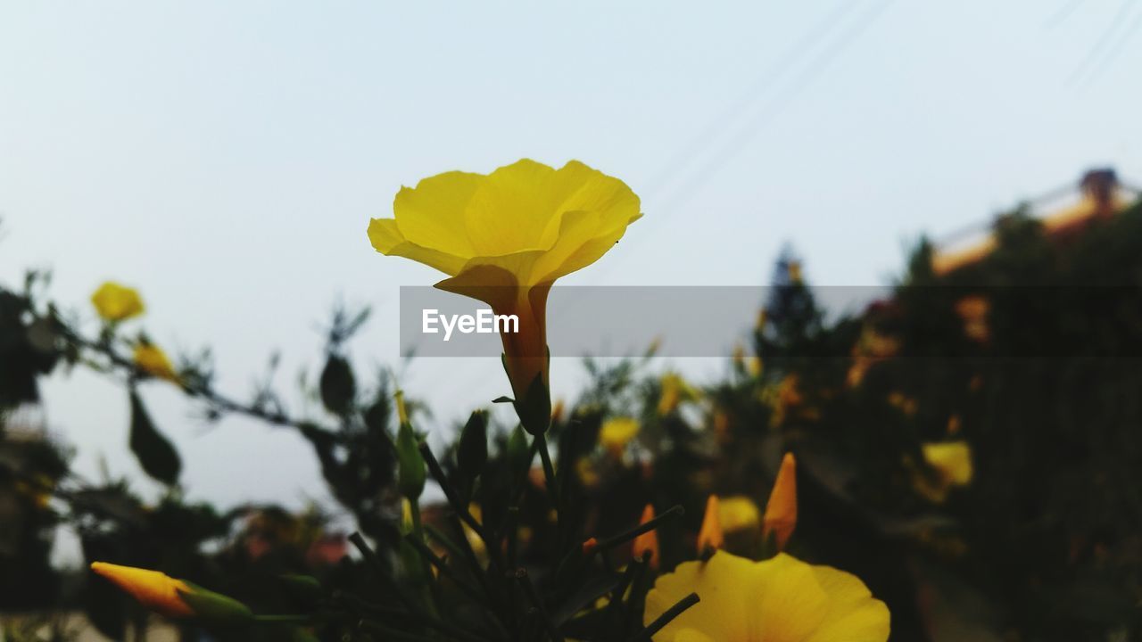 CLOSE-UP OF YELLOW FLOWER