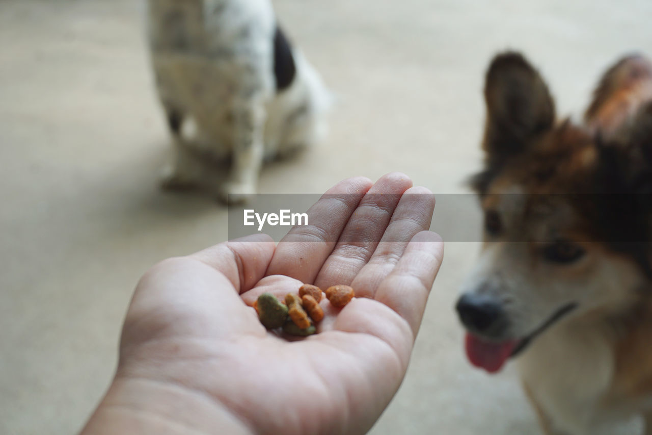 Human hand holding dog food and blured dog background