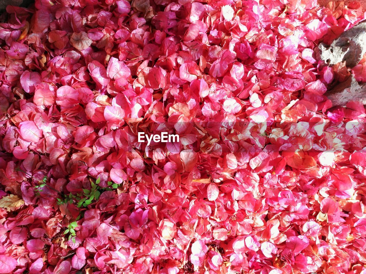 Full frame shot of pink flowers