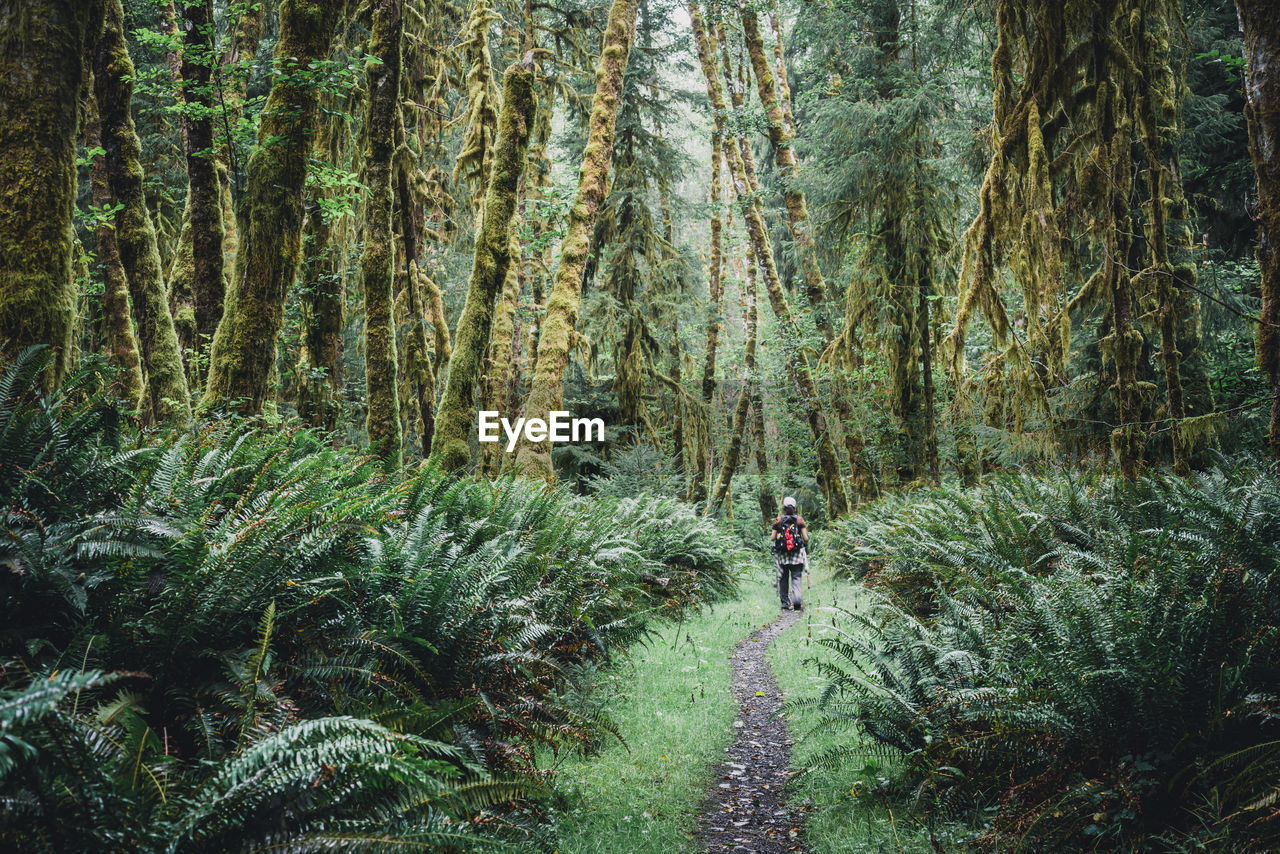 Female hiker on a trail through a moss covered temperate rainforest