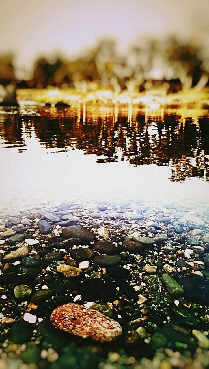 REFLECTION OF TREES IN WATER