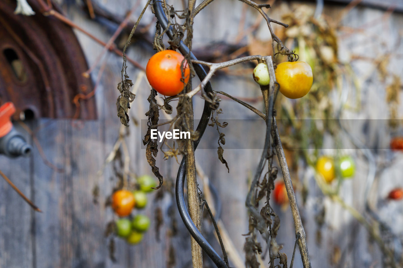 Close-up of tomatoes growing on tree