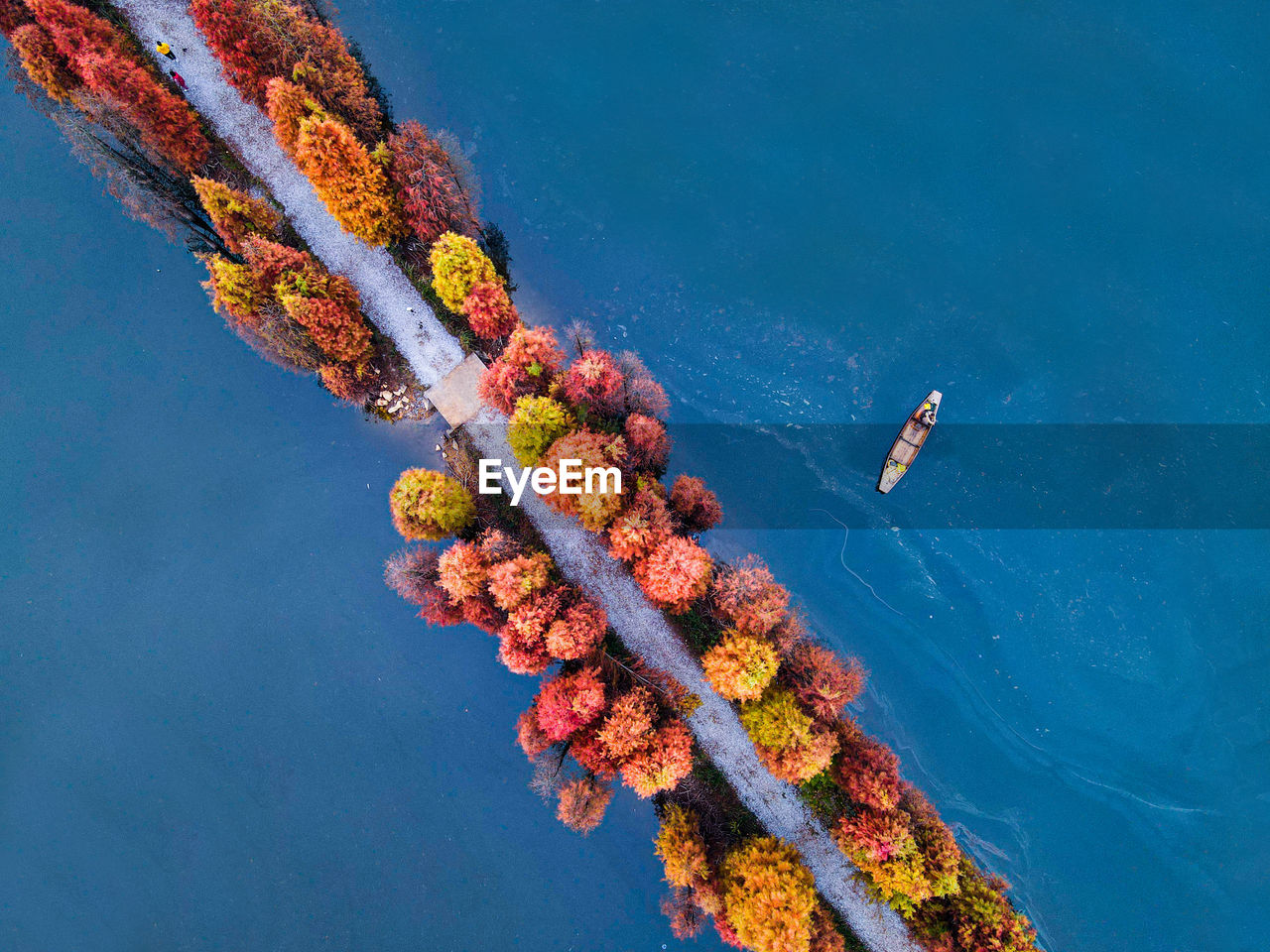 High angle view of coral in sea