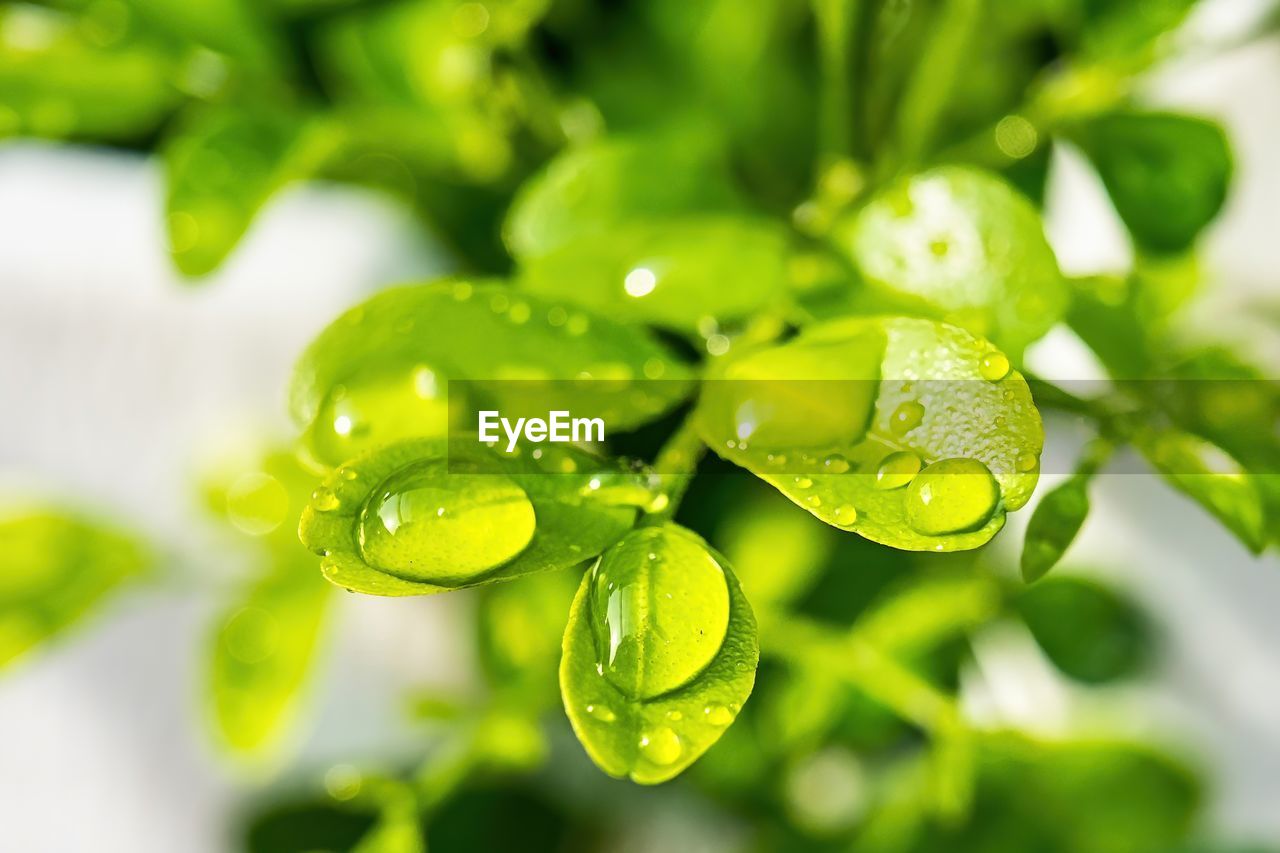 Macro closeup of beautiful fresh green leaf with drop of water nature background.