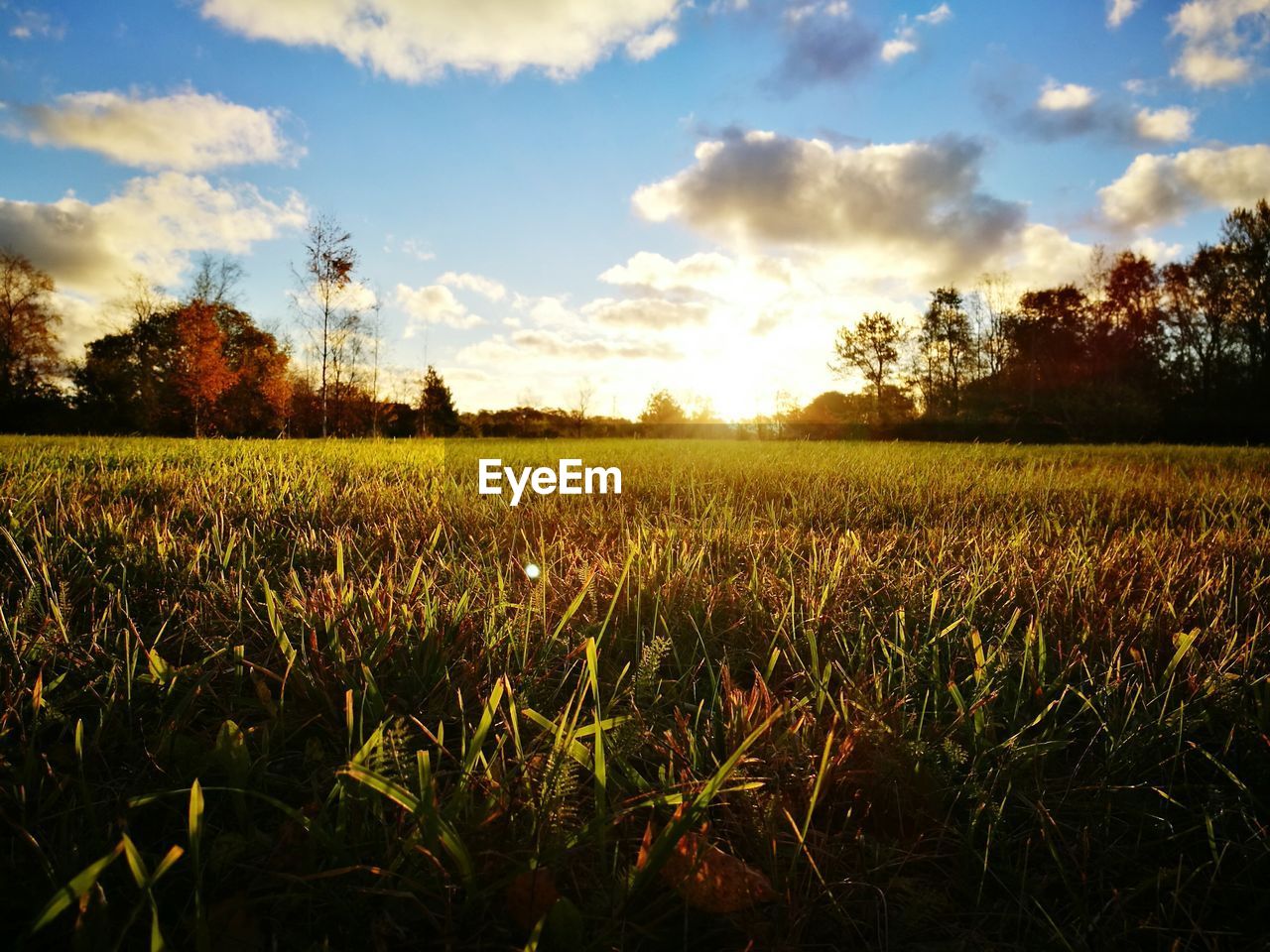 Scenic view of agricultural field against sky