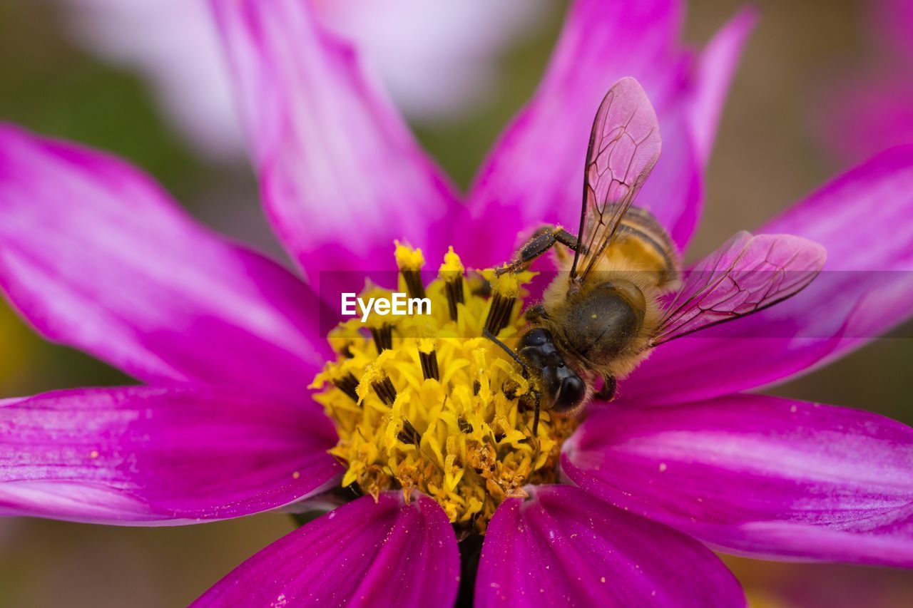 CLOSE-UP OF HONEY BEE ON PURPLE FLOWER