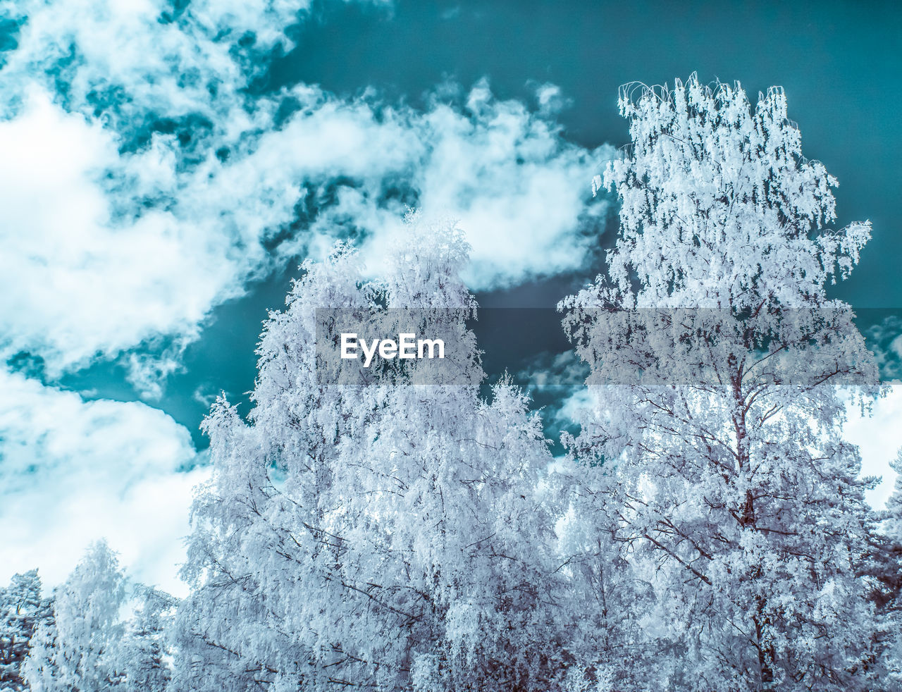 Close-up of infrared tree against sky