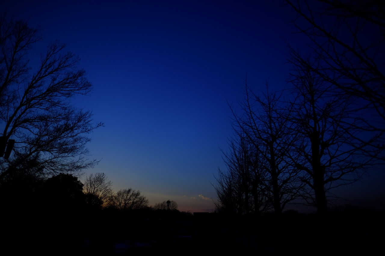 SILHOUETTE OF BARE TREES AGAINST SUNSET