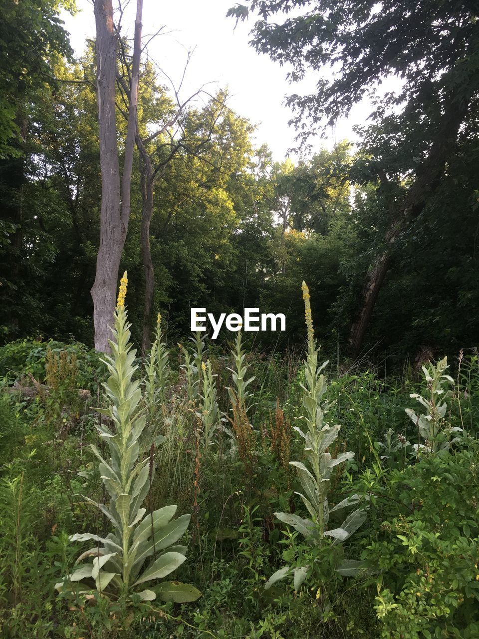 PLANTS GROWING ON LAND