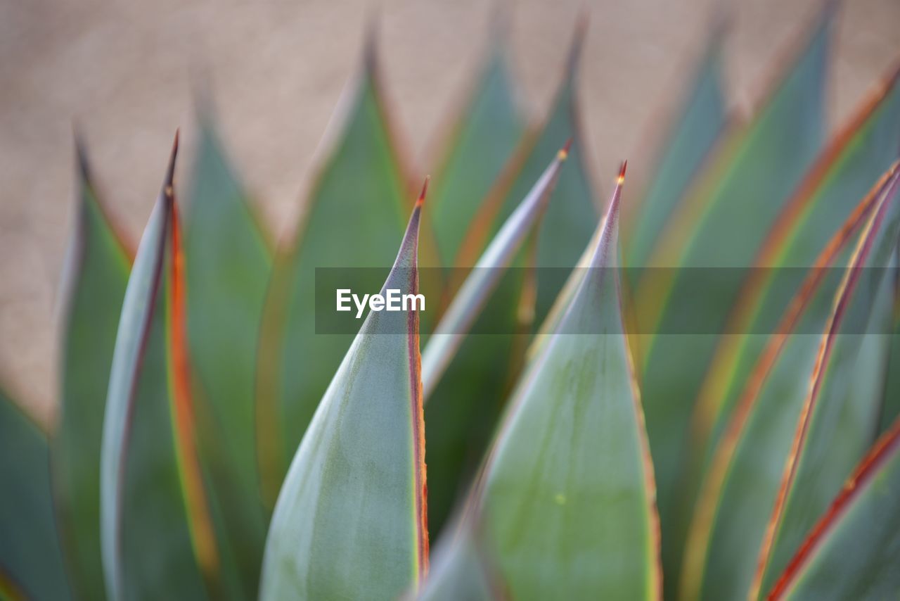 Close-up of leaf