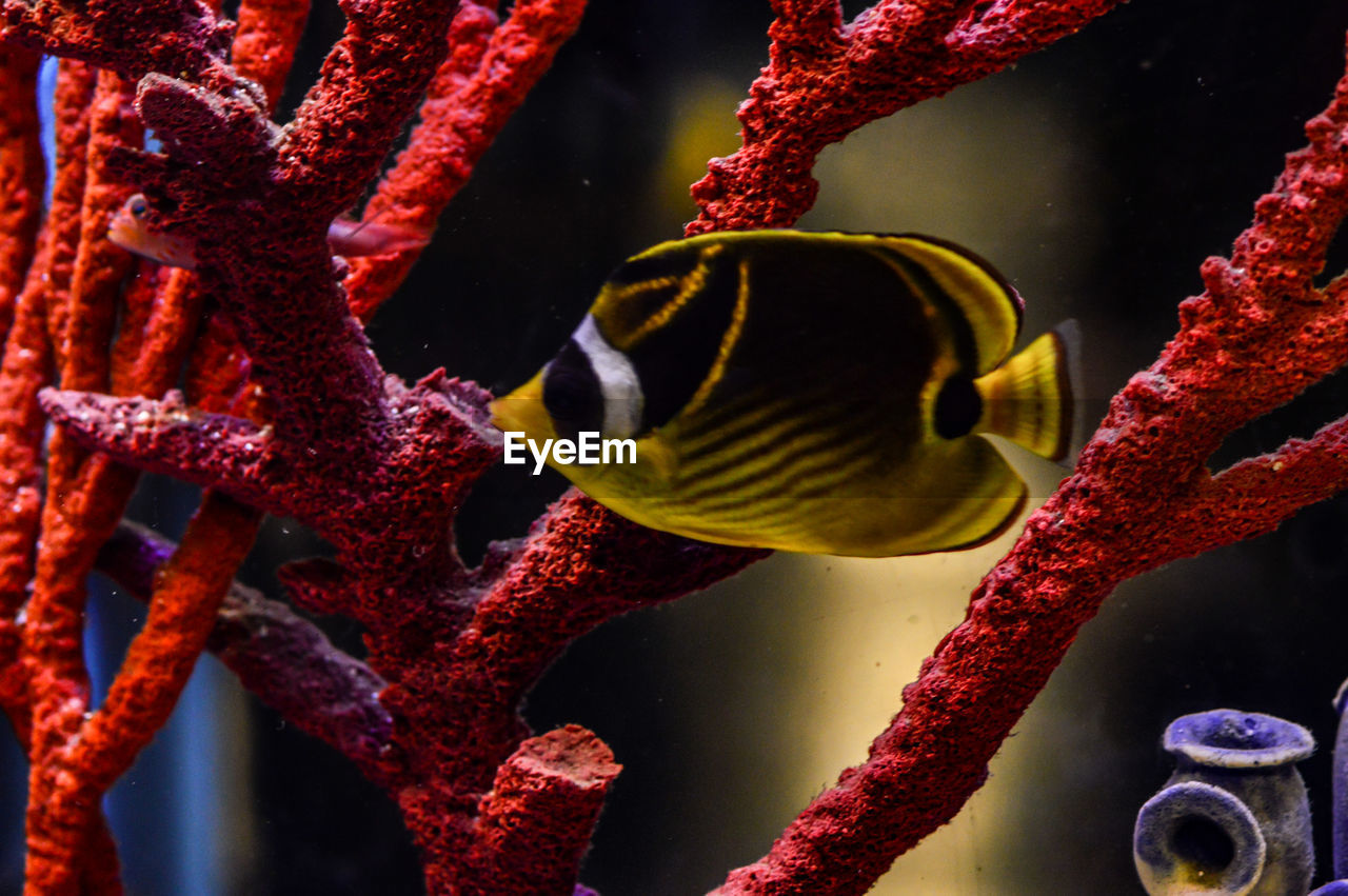 Close-up of fish amidst coral seen through glass tank in aquarium