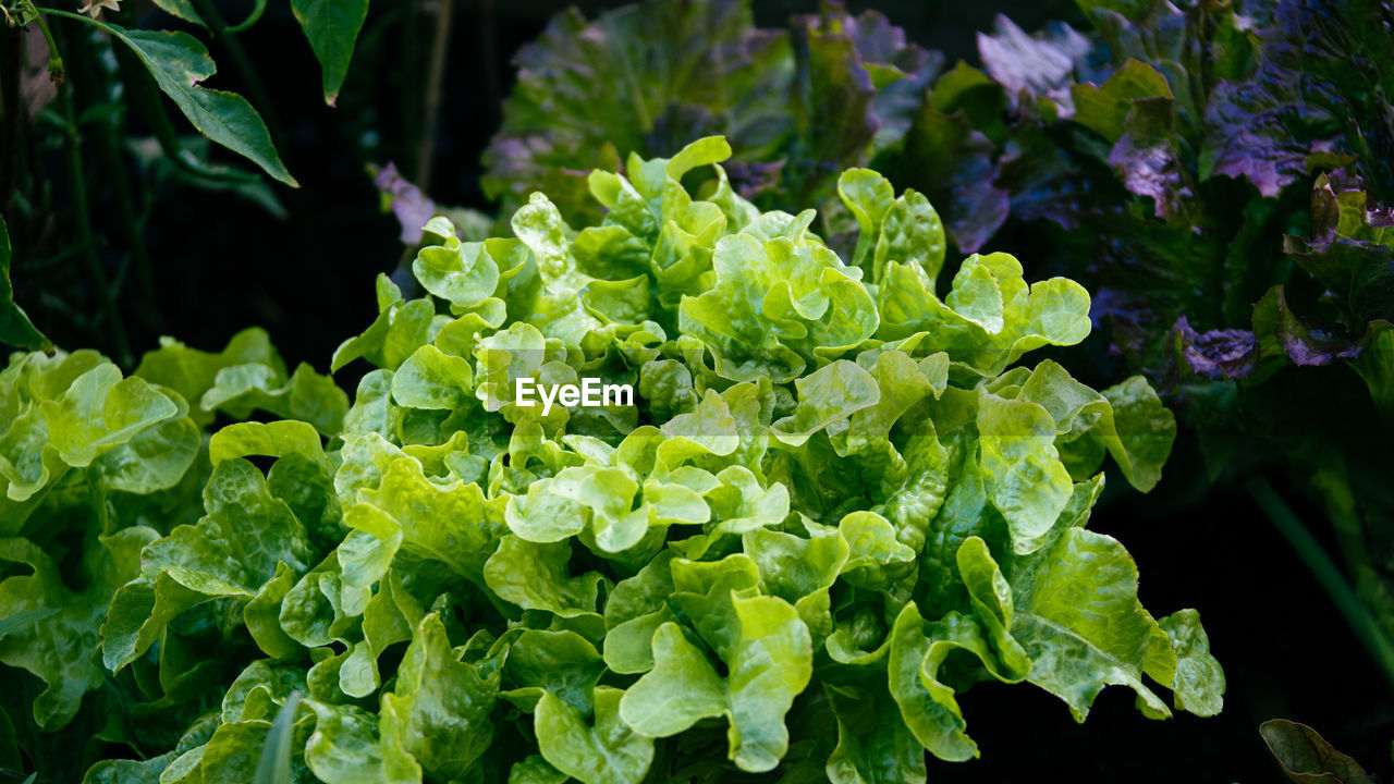 CLOSE-UP OF FRESH LEAVES