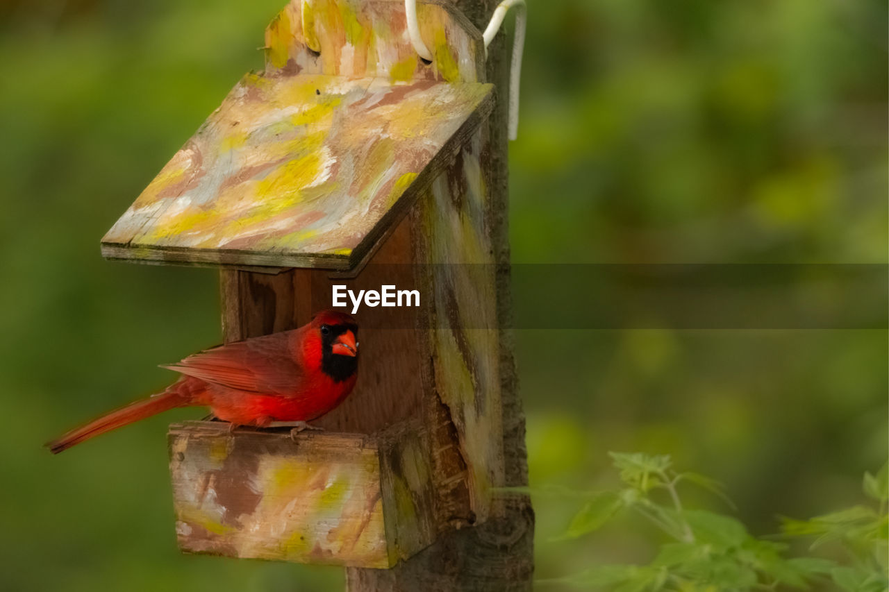 CLOSE-UP OF BIRD PERCHING ON A WOODEN POST