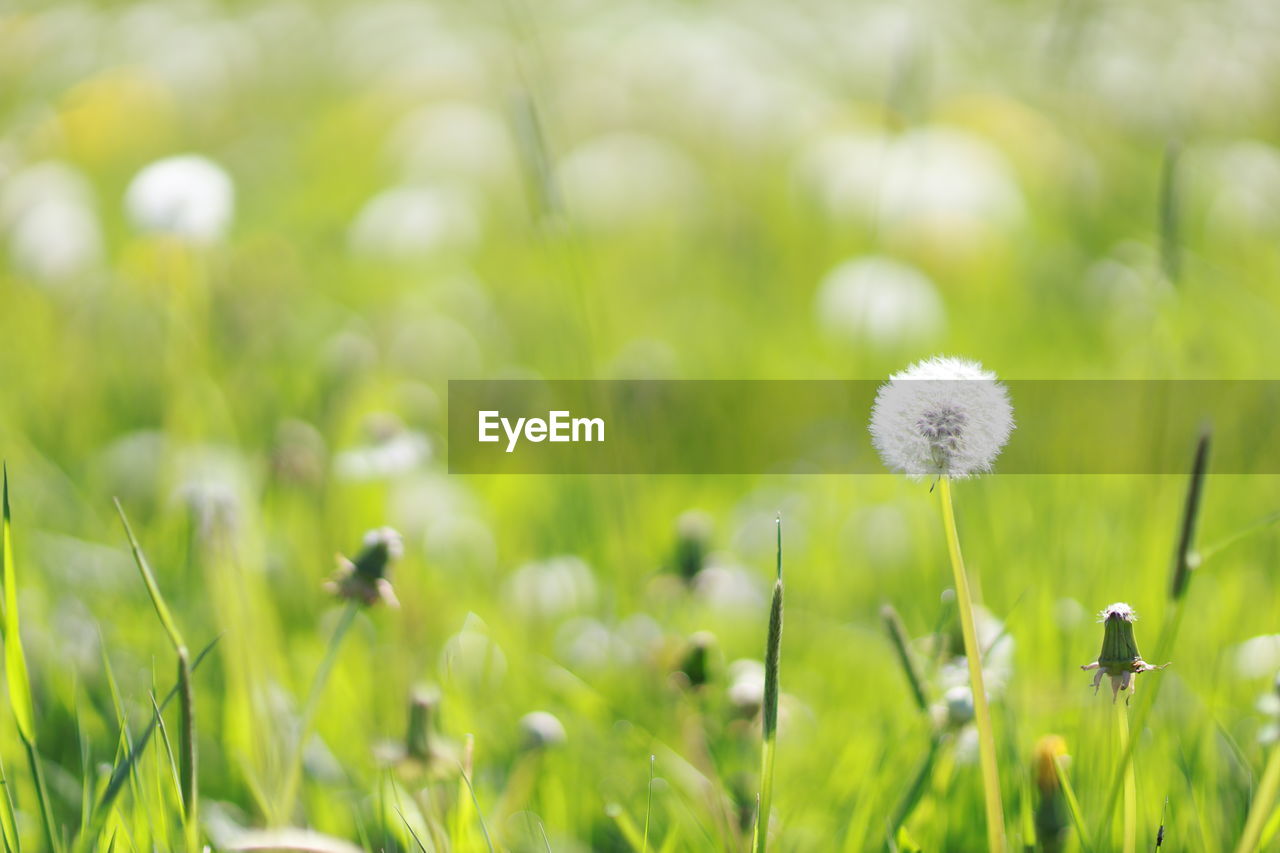 plant, flower, grassland, flowering plant, green, beauty in nature, grass, freshness, meadow, field, nature, lawn, fragility, growth, dandelion, land, springtime, no people, close-up, plain, macro photography, environment, selective focus, prairie, focus on foreground, summer, sunlight, wildflower, white, day, outdoors, flower head, daisy, inflorescence, natural environment, landscape, tranquility, plant stem, softness