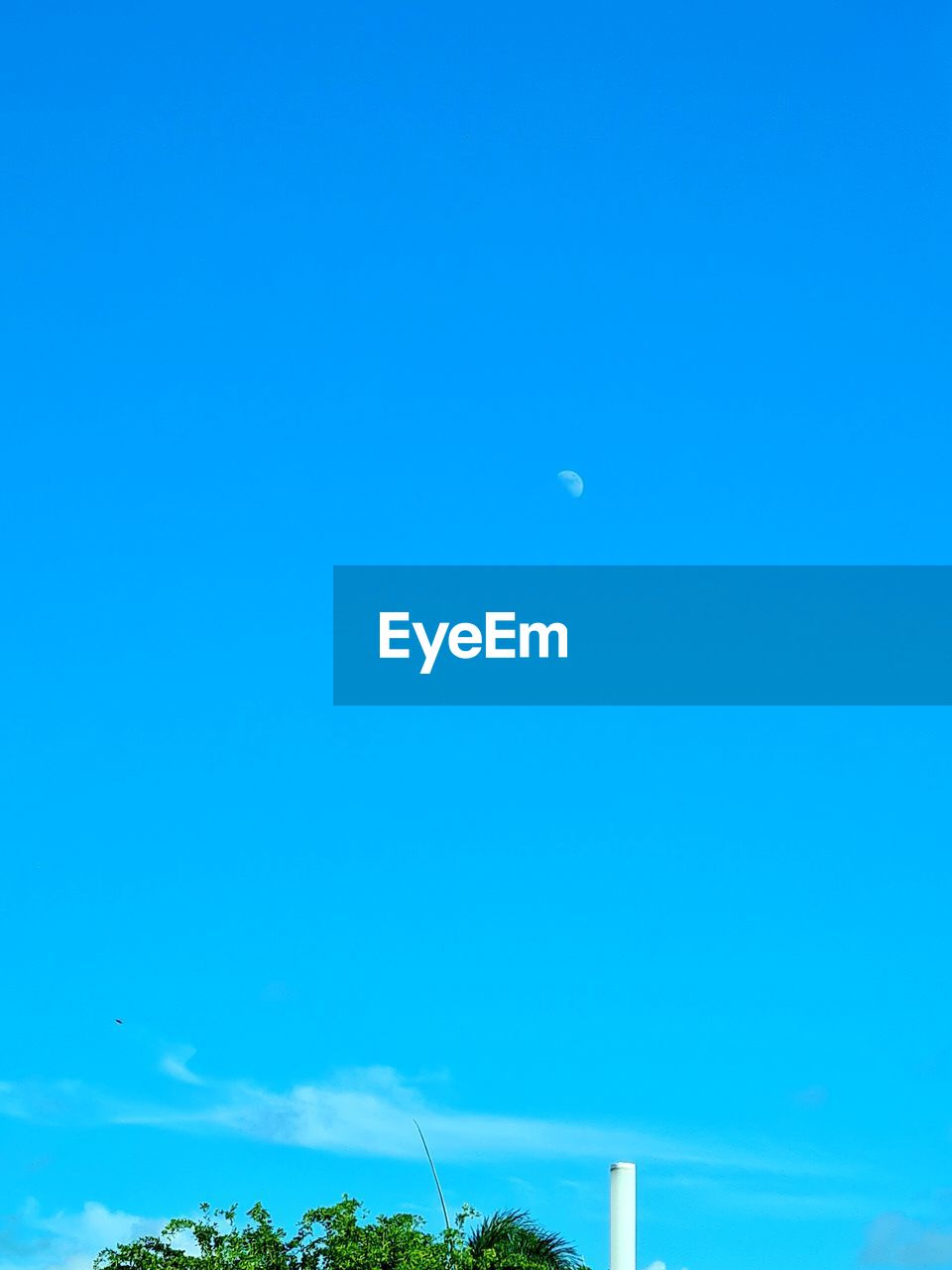 LOW ANGLE VIEW OF BLUE SKY AND TREES AGAINST CLEAR MOON